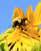 pollin harvest