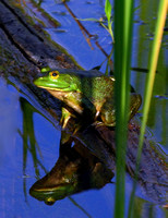 American Bullfrog