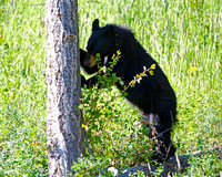 Black Bear Cub (Tower Junction 2nd yr) - 1