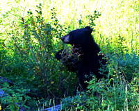 Black Bear Cub - 5