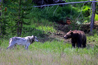 Elk Kill Grizzly and 577 Wolf - 2