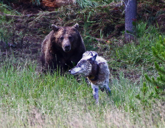 Elk Kill Grizzly and 577 Wolf - 3