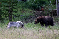 Elk Kill Grizzly and 577 Wolf - 1