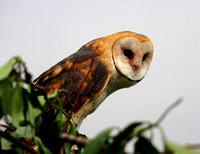 Barn Owl 330