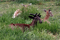 Spotted Fallow Deer