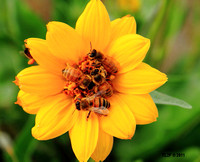4 bee flower