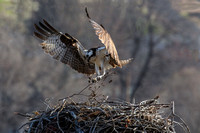 Osprey nest 2023