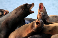 Seal and Sea Lion