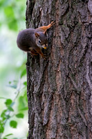 Red Pine Squirrel