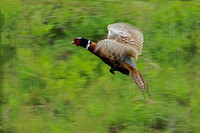Ring-neck Pheasant
