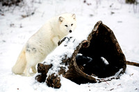 Artic Fox Polar