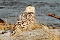 Snowy Owl - 4