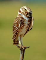 Burrowing Owl 343